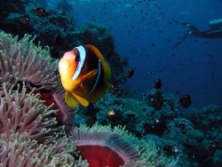 Anemone fish, taken with my housed digital camera at Ras ... by Erik Larsson 